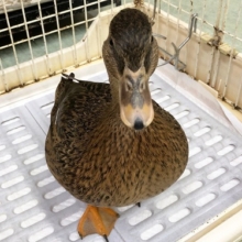 かわいいカモ柄〜🐣　コールダック