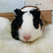 モル祭り♪定番の短毛美人♡イングリッシュモルモットちゃん♪