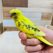 色んなものに興味津々☆セキセイインコ(ハルクイン)さん!!