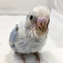 セキセイインコ（ブルースパングル）　きれいな空色ちゃん！