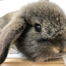 最新画像！ロップイヤーラビット（チェスナット）　正面からのお顔が特にかわいいです！