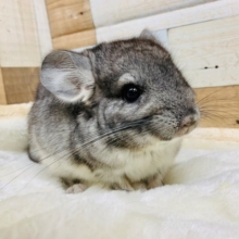 美人で小柄さん♪　チンチラ(グレー)ちゃん♡