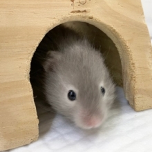 セーブルハムスター　ふわふわの長毛さんが来ました！