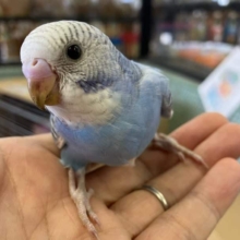 セキセイインコさん　スパングル入舎しました