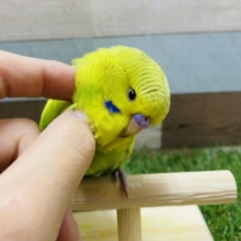 最新画像有り☆大きいおでこが可愛いんですっ！ジャンボセキセイインコのスパングル！