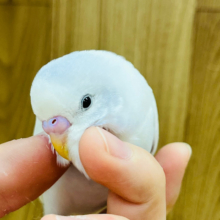 【最新画像更新！ナデナデ大好き甘えんぼさんになりました♪】なかなかの個性派さん♪　セキセイインコ　ウィング系～～