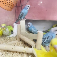 期間限定☆色とりどりなセキセイインコフェア開催中！！