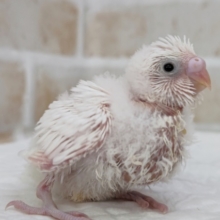 これからの成長楽しみ～🐣　セキセイインコ(白ダブルファクター)