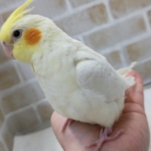 手の上で遊んでくれます🎵　オカメインコ(ルチノー)