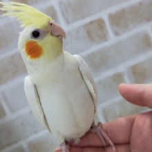 ふれあいできますよぉ～🌻　オカメインコ(ルチノー)