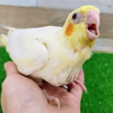 オカメインコのヒナ(ルチノー)入荷しました〜❤