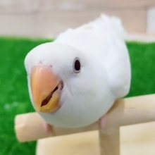 コザクラインコ(アルビノ)入荷しました〜❤