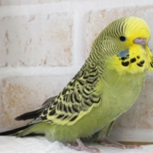 ダイナミックボディ🍀　ジャンボセキセイインコ(ノーマル)
