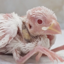 珍しい子が来てくれました🐣　アルビノ文鳥