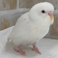 真っ白わたあめ赤目🤍　セキセイインコ(アルビノ)