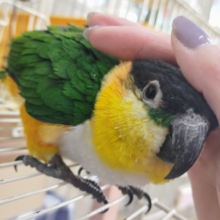べたなれ❤❤ズグロシロハラインコさん入荷しました❤