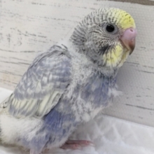 このカラーたまらない✨　セキセイインコ(イエローフェイススパングル)