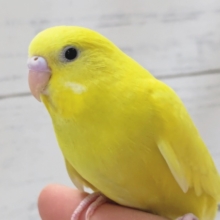 セキセイインコ（ダブルファクター）　鮮やか黄色がまぶしい！
