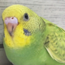 黄色いお顔とキレイな緑色～🍀　セキセイインコ(グリーンスパングル)