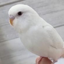 魅惑の真っ白ボディ～🤍　セキセイインコ(アルビノ)