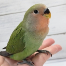 最新画像あり！　元気いっぱい桜咲く🌸　コザクラインコ(ノーマル)