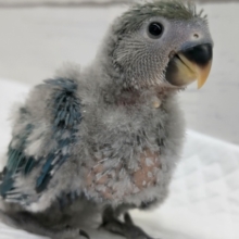 キレイな渋めのブルー💙　コザクラインコ(ブルーチェリー)