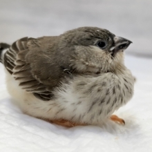 この可愛さがたまらない🐣　キンカチョウ(ノーマル)