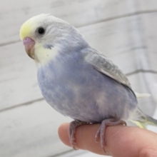 青系のレインボー🌈　セキセイインコ(パステルレインボー)