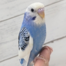 青空と雲を思わせる～🌤️　セキセイインコ(ブルーパイド)