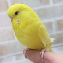 まんまる黄色🟡　ジャンボセキセイインコ(ルチノー)