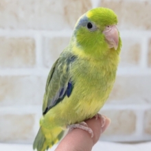最新画像あり！　マメルリハ（パイド）　カラフルな尾羽がチャームポイント！