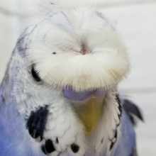 最新画像更新です。ベタなれ羽衣セキセイインコオパーリンその2