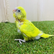 たくましいポーズで魅了しちゃうぞ✌️ セキセイインコ　スパングルパイド