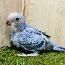 豪華な模様で魅了しちゃう！　セキセイインコ　オパーリン