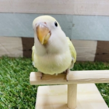 最新画像有り☆優しい雰囲気を感じるコ！コザクラインコのシナモンカラー！