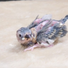 クセになる魅力がたっぷり☆☆☆　桜文鳥～～