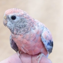 桃色がｽﾃｷなマイペース、アキクサさん☆　ローズアキクサインコ〜〜