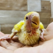 太陽の様な明るいカラー！！コザクラインコルチノー☆