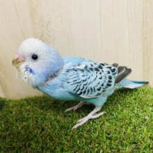 黒模様×薄めブルー‼️ セキセイインコ　オパーリン