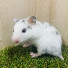 🐶ダルメシアン🐶なハムスターです‼️ カラーハムスター　男の子