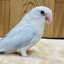 【最新画像更新！！】手によりそう姿が、可愛い。。☆彡　マメルリハインコ　アメリカンホワイト～～