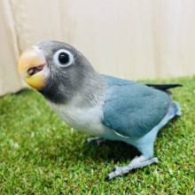 最新画像になりますよ‼️ぱっちり✨まんまるおめめのボタンインコ！　ブルー　