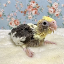 オカメインコ  パイド  🖤🧡  12/25