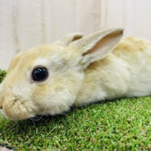 🐰〜期間限定〜🐰ウサギ🐇フェア開催中‼️