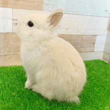 まさにミルクティー！？淡いカラーのネザーランドドワーフが仲間入り！