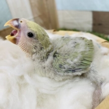 薄めグリーンの可愛いコ！コザクラインコのシーグリーン！
