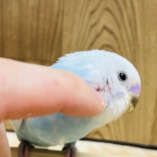 人が大好き遊ぶの大好き‪☆セキセイインコ(スパングル)