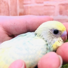明るいカラーが好きな方にオススメ　セキセイインコ　パステルレインボー　Ｒ４　１２／２２撮影