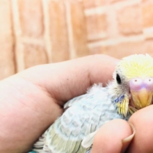 レインボーな鳥です　セキセイインコ　レインボー　Ｒ４　１２／２２撮影