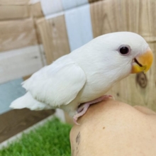 手の上大好きな甘えん坊！コザクラインコのアルビノ！